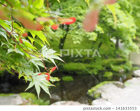 古峰神社與古峰花園的夏日 古峰神社與古峰花園的夏日 141633553