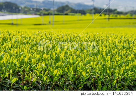 清晨陽光下的茶葉 141633594