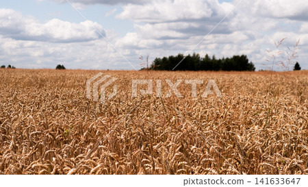 Wide rural wheat field glowing in warm sunlight, with tall grasses in foreground, dark treeline on distant horizon, and layered summer clouds spreading across bright sky Wide rural wheat field glowing in warm sunlight, with tall grasses in foreground, dark treeline on distant horizon, and layered summer clouds spreading across bright sky 141633647