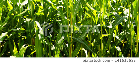 Dense corn field with tall green leaves and stalks filling frame, bright sunlight creating vivid highlights and shadows across overlapping foliage, showing healthy summer crop 141633652