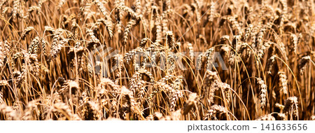 Close view of ripe wheat heads bending across dense field in warm sunlight, showing textured grain stalks, golden tones, shallow focus, natural rural harvest landscape, and Close view of ripe wheat heads bending across dense field in warm sunlight, showing textured grain stalks, golden tones, shallow focus, natural rural harvest landscape, and 141633656