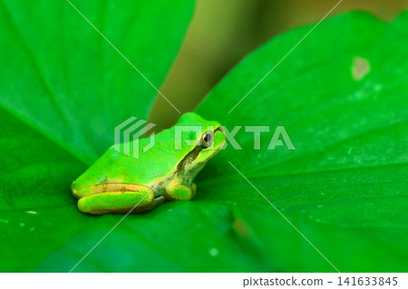 A Japanese tree frog sitting in a loaf position on a leaf. A Japanese tree frog sitting in a loaf position on a leaf. 141633845