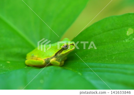 A Japanese tree frog sitting in a loaf position on a leaf. A Japanese tree frog sitting in a loaf position on a leaf. 141633846