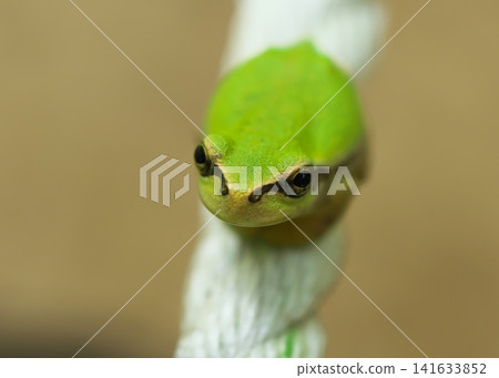 A small Japanese tree frog looking upwards A small Japanese tree frog looking upwards 141633852