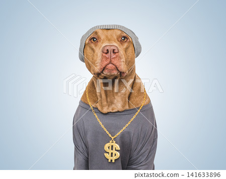 Serious brown dog with gold dollar sign necklace Serious brown dog with gold dollar sign necklace 141633896