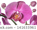 Phalaenopsis orchid flowers close up 141633961