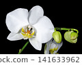 Phalaenopsis orchid white flowers close up 141633962