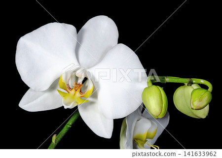 Phalaenopsis orchid white flowers close up Phalaenopsis orchid white flowers close up 141633962