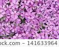 Phlox subulata flowers 141633964