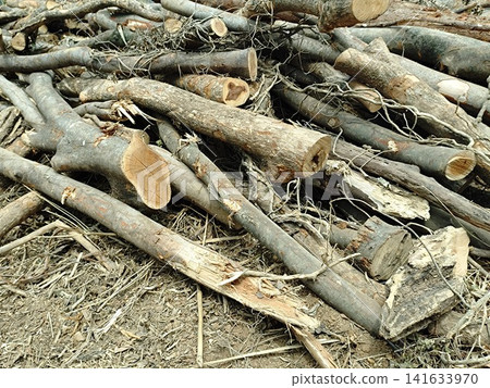 Logged trees Logged trees 141633970