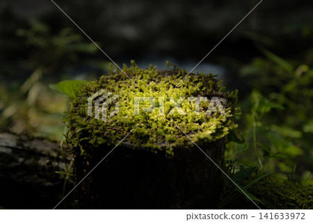 Moss glowing faintly in the darkness Moss glowing faintly in the darkness 141633972