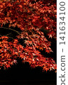 Bright red maple leaves illuminated by lights 141634100