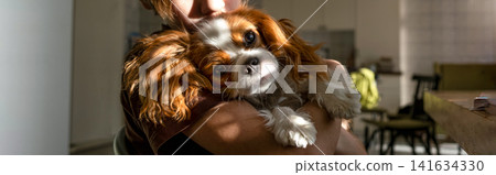 Boy reading book with his pet dog Cavalier King Charles Spaniel, Reading education, school preparation, back to school 141634330