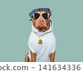 Cute brown Pit bull and a gold Bitcoin medallion 141634336