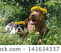 Two dogs lying upon green grass 141634337