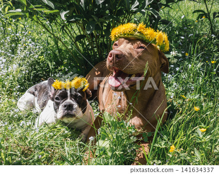 Two dogs lying upon green grass Two dogs lying upon green grass 141634337