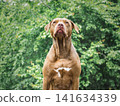 Brown dog sits against a backdrop of green foliage 141634339