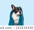 French Bulldog wrapped in a blue towel 141634340