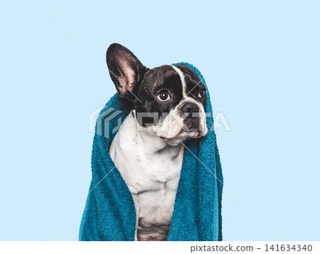 French Bulldog wrapped in a blue towel French Bulldog wrapped in a blue towel 141634340