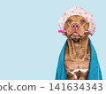 Cute brown dog holding a pink toothbrush 141634343