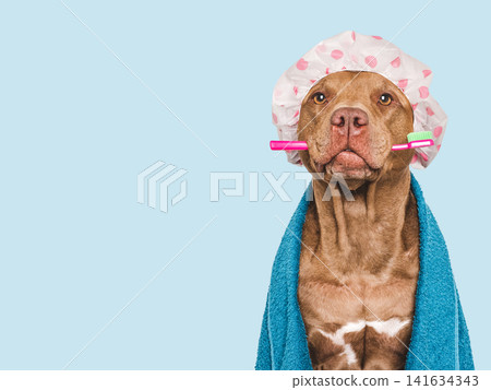 Cute brown dog holding a pink toothbrush Cute brown dog holding a pink toothbrush 141634343