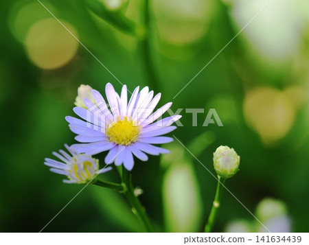 在半陰處盛開的紫菀花 在半陰處盛開的紫菀花 141634439