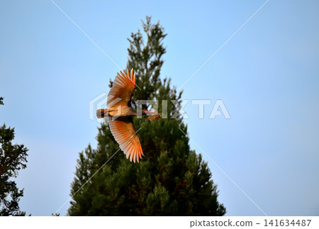 A crested ibis flies around the cedar forests of Sado Island in spring, carrying nesting material in its beak. A crested ibis flies around the cedar forests of Sado Island in spring, carrying nesting material in its beak. 141634487