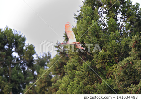 A crested ibis flies around the cedar forests of Sado Island in spring, carrying nesting material in its beak. A crested ibis flies around the cedar forests of Sado Island in spring, carrying nesting material in its beak. 141634488