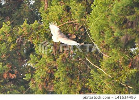 A crested ibis flies around the cedar forests of Sado Island in spring, carrying nesting material in its beak. A crested ibis flies around the cedar forests of Sado Island in spring, carrying nesting material in its beak. 141634490