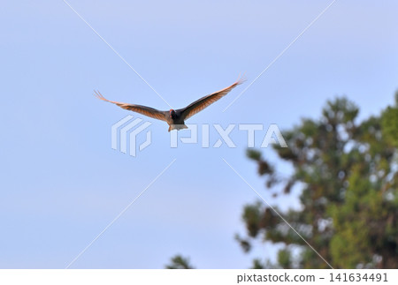 A crested ibis flies around the cedar forests of Sado Island in spring, carrying nesting material in its beak. A crested ibis flies around the cedar forests of Sado Island in spring, carrying nesting material in its beak. 141634491