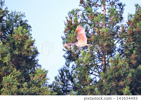 A crested ibis flies around the cedar forests of Sado Island in spring, carrying nesting material in its beak. A crested ibis flies around the cedar forests of Sado Island in spring, carrying nesting material in its beak. 141634493