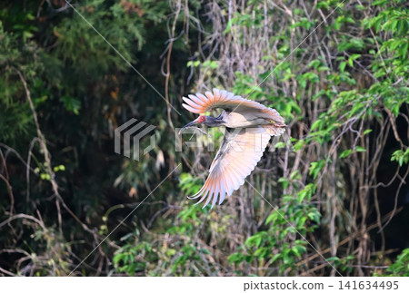 A crested ibis flies around the cedar forests of Sado Island in spring, carrying nesting material in its beak. A crested ibis flies around the cedar forests of Sado Island in spring, carrying nesting material in its beak. 141634495