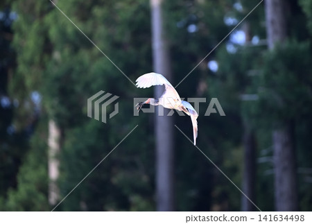 A crested ibis flies around the cedar forests of Sado Island in spring, carrying nesting material in its beak. A crested ibis flies around the cedar forests of Sado Island in spring, carrying nesting material in its beak. 141634498