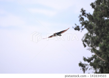 A crested ibis flies around the cedar forests of Sado Island in spring, carrying nesting material in its beak. A crested ibis flies around the cedar forests of Sado Island in spring, carrying nesting material in its beak. 141634503