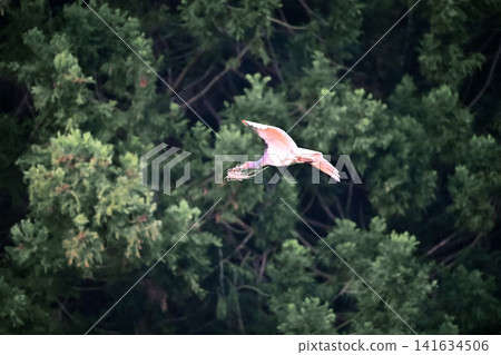 A crested ibis flies around the cedar forests of Sado Island in spring, carrying nesting material in its beak. A crested ibis flies around the cedar forests of Sado Island in spring, carrying nesting material in its beak. 141634506