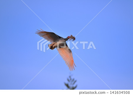 A crested ibis flies around the cedar forests of Sado Island in spring, carrying nesting material in its beak. A crested ibis flies around the cedar forests of Sado Island in spring, carrying nesting material in its beak. 141634508