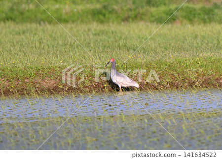 A crested ibis searching for food in a rice paddy on Sado Island in spring. A crested ibis searching for food in a rice paddy on Sado Island in spring. 141634522