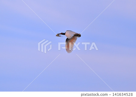 A crested ibis flies in spring on Sado Island, carrying nesting material in its beak, bathed in the morning sun. A crested ibis flies in spring on Sado Island, carrying nesting material in its beak, bathed in the morning sun. 141634528