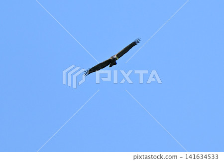 A honey buzzard flies through the spring blue sky with a frog in its beak. A honey buzzard flies through the spring blue sky with a frog in its beak. 141634533