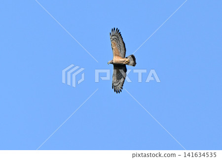 A honey buzzard flies through the spring blue sky with a frog in its beak. A honey buzzard flies through the spring blue sky with a frog in its beak. 141634535