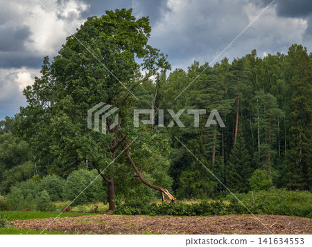 The aftermath of the hurricane. Amazing landscape with trees The aftermath of the hurricane. Amazing landscape with trees 141634553
