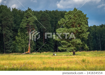 A dangerous walk near a broken tree. Golden field meets forest under blue sky. A dangerous walk near a broken tree. Golden field meets forest under blue sky. 141634554