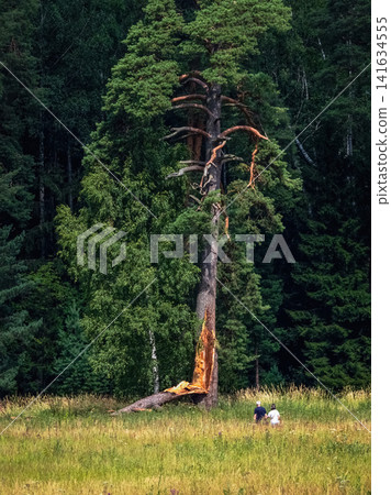 A dangerous walk near a broken tree. Two hikers walk along a grassy path under a bright blue sky A dangerous walk near a broken tree. Two hikers walk along a grassy path under a bright blue sky 141634555
