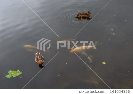 Serene pond with mallard ducks and swimming koi fish. Serene pond with mallard ducks and swimming koi fish. 141634556