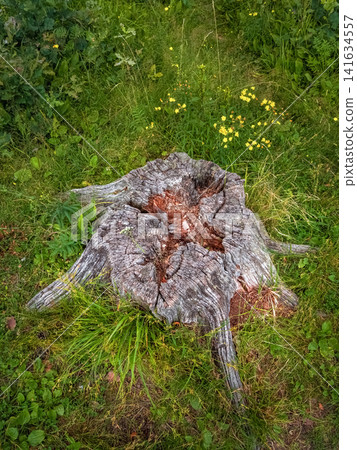 Weathered tree stump rests in vibrant green grass, vertical view. Weathered tree stump rests in vibrant green grass, vertical view. 141634557
