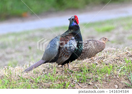A male and female pheasant walking along the shore of Sado Island in spring. A male and female pheasant walking along the shore of Sado Island in spring. 141634584