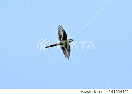 A Japanese bush warbler flying in the spring blue sky A Japanese bush warbler flying in the spring blue sky 141634591