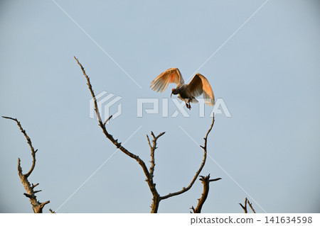 A crested ibis takes flight from a bare tree on Sado Island in spring. A crested ibis takes flight from a bare tree on Sado Island in spring. 141634598