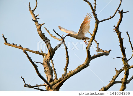 A crested ibis takes flight from a bare tree on Sado Island in spring. A crested ibis takes flight from a bare tree on Sado Island in spring. 141634599