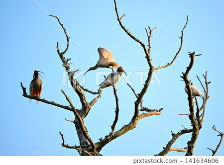A crested ibis takes flight from a bare tree on Sado Island in spring. A crested ibis takes flight from a bare tree on Sado Island in spring. 141634606